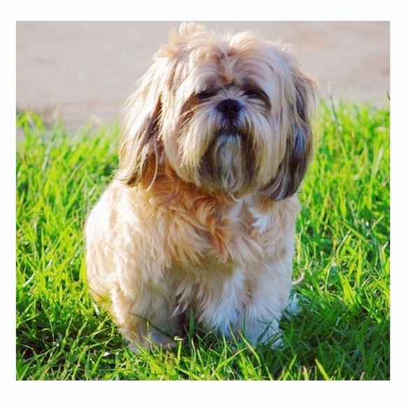 Samson Handsome is in Heaven 🐶💔 I’m Heartbroken - Picture 4 of 8